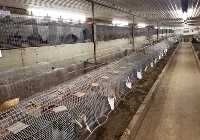 a long room lined with metal cages with chinchillas